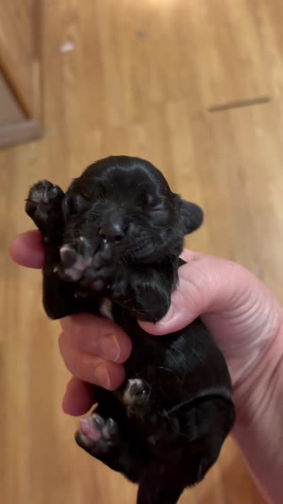 Dolly, a female Cocker Spaniel for sale in Hickory, NC – 7 of 7