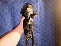 Cracker jack, a male Cocker Spaniel for sale in Hickory, NC – 5 of 7