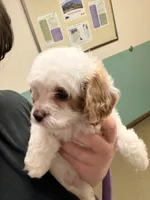 Estella, a female Cavapoo for sale in Hickory, NC – 5 of 8