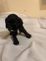 Jessie, a female Cocker Spaniel for sale in Hickory, NC – 1 of 6