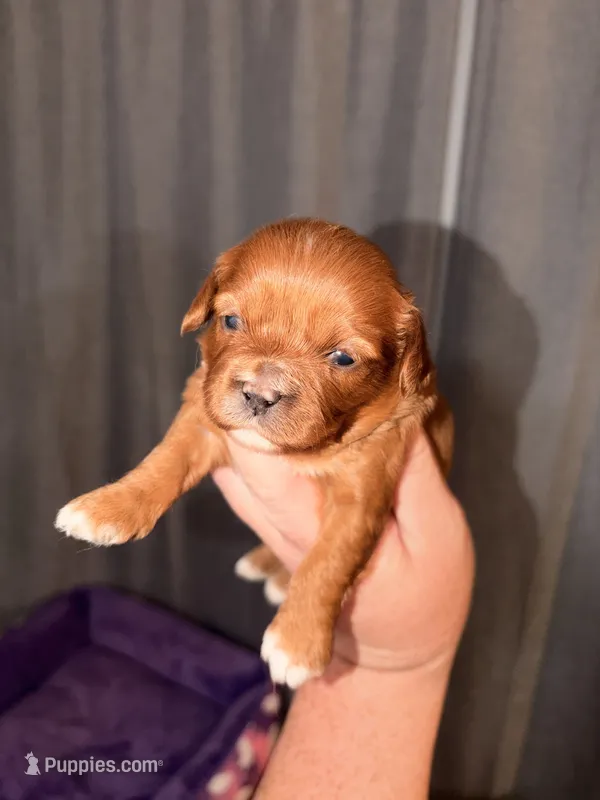 Star – Cavapoo puppy for sale in Hickory, NC