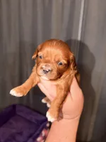 Star, a female Cavapoo for sale in Hickory, NC – 1 of 2