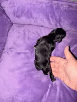 Dolly, a female Cocker Spaniel for sale in Hickory, NC – 5 of 7
