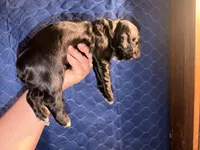 Cracker jack, a male Cocker Spaniel for sale in Hickory, NC – 7 of 7