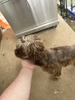 Ivy, a female Cocker Spaniel for sale in Hickory, NC – 2 of 4