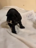 Lillypad, a female Cocker Spaniel for sale in Hickory, NC – 2 of 6