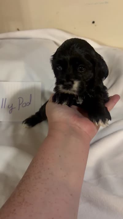 Lillypad, a female Cocker Spaniel for sale in Hickory, NC – 6 of 6
