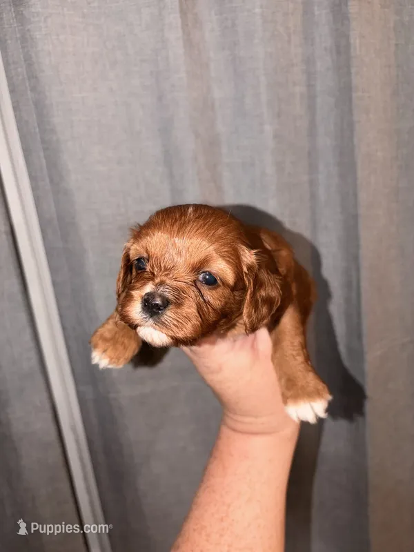 Star – Cavapoo puppy for sale in Hickory, NC