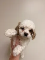 Estella, a female Cavapoo for sale in Hickory, NC – 3 of 8