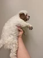 Estella, a female Cavapoo for sale in Hickory, NC – 6 of 8