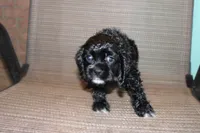 Jessie, a female Cocker Spaniel for sale in Hickory, NC – 3 of 9