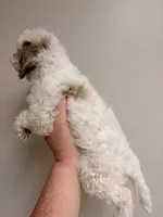 Estella, a female Cavapoo for sale in Hickory, NC – 8 of 8