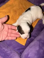 Lynx, a male Cavapoo for sale in Hickory, NC – 2 of 5