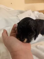 Lillypad, a female Cocker Spaniel for sale in Hickory, NC – 4 of 6