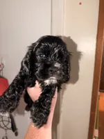Cracker jack, a male Cocker Spaniel for sale in Hickory, NC – 4 of 7
