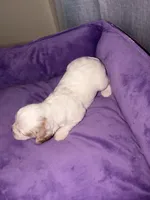Estella, a female Cavapoo for sale in Hickory, NC – 5 of 6