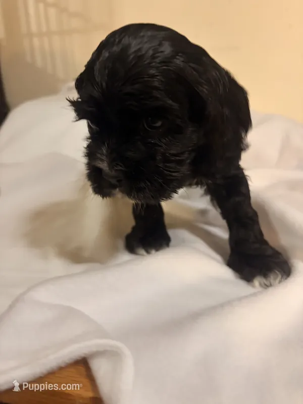 Rex – Cocker Spaniel puppy for sale in Hickory, NC