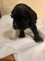 Rex, a male Cocker Spaniel for sale in Hickory, NC – 1 of 8
