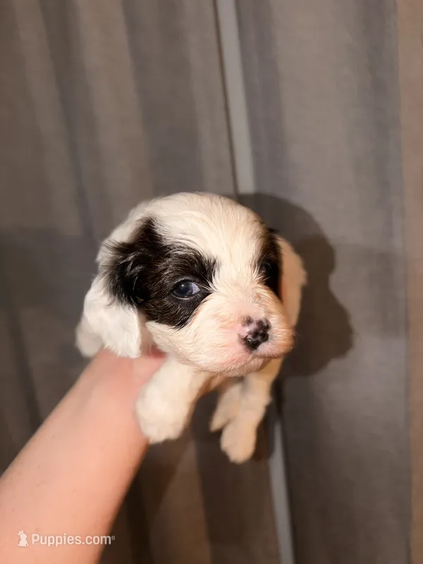 Lynx – Cavapoo puppy for sale in Hickory, NC