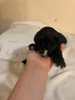 Lillypad, a female Cocker Spaniel for sale in Hickory, NC – 1 of 6