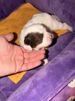 Lynx, a male Cavapoo for sale in Hickory, NC – 4 of 5