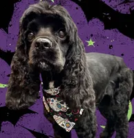 Olive, a female Cocker Spaniel for sale in Hickory, NC – 1 of 3