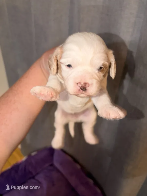 Estella – Cavapoo puppy for sale in Hickory, NC
