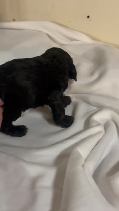 Rex, a male Cocker Spaniel for sale in Hickory, NC – 8 of 8