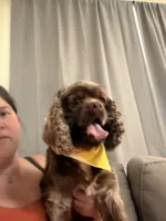 Ivy, a female Cocker Spaniel for sale in Hickory, NC – 4 of 4