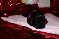 Piper, a female Cocker Spaniel for sale in Hickory, NC – Photo 1 of 4