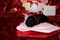 Piper, a female Cocker Spaniel for sale in Hickory, NC – Photo 2 of 4