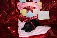 Piper, a female Cocker Spaniel for sale in Hickory, NC – Photo 4 of 4