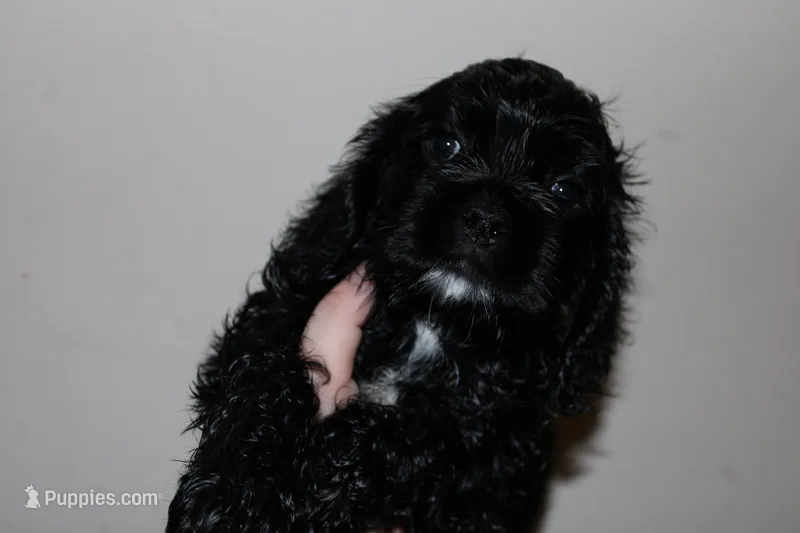 Jessie – Cocker Spaniel puppy for sale in Hickory, NC