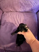 Dolly, a female Cocker Spaniel for sale in Hickory, NC – 6 of 7