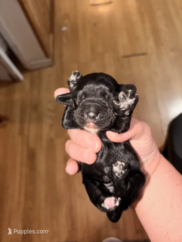 Dolly – Cocker Spaniel puppy for sale in Hickory, NC