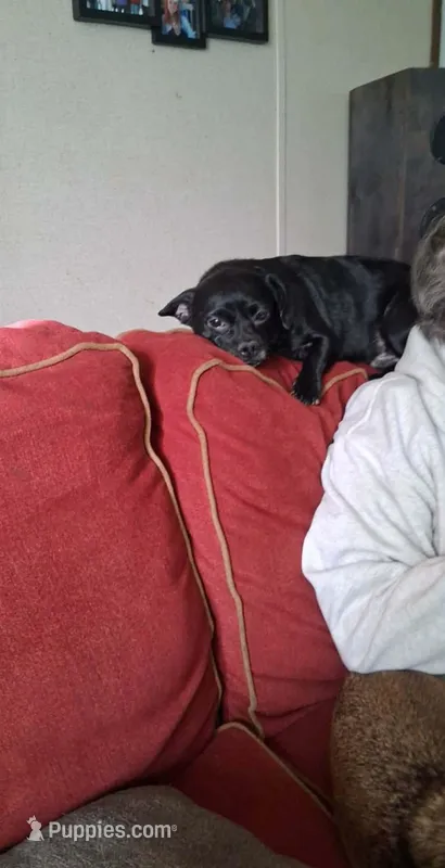 Scooby – Chihuahua puppy for sale in Hickory, NC