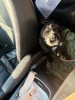 Olive, a female Cocker Spaniel for sale in Hickory, NC – 3 of 3