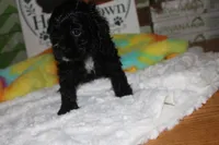 Jessie, a female Cocker Spaniel for sale in Hickory, NC – 4 of 9