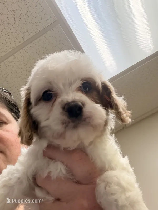 Estella – Cavapoo puppy for sale in Hickory, NC