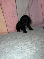 Piper, a female Cocker Spaniel for sale in Hickory, NC – Photo 3 of 4