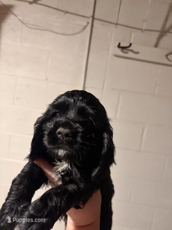 Piper – Cocker Spaniel puppy for sale in Hickory, NC