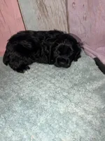 Piper, a female Cocker Spaniel for sale in Hickory, NC – Photo 2 of 4