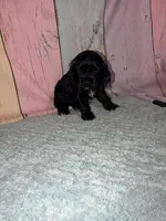 Piper, a female Cocker Spaniel for sale in Hickory, NC – Photo 4 of 4