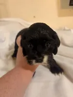 Lillypad, a female Cocker Spaniel for sale in Hickory, NC – 3 of 6