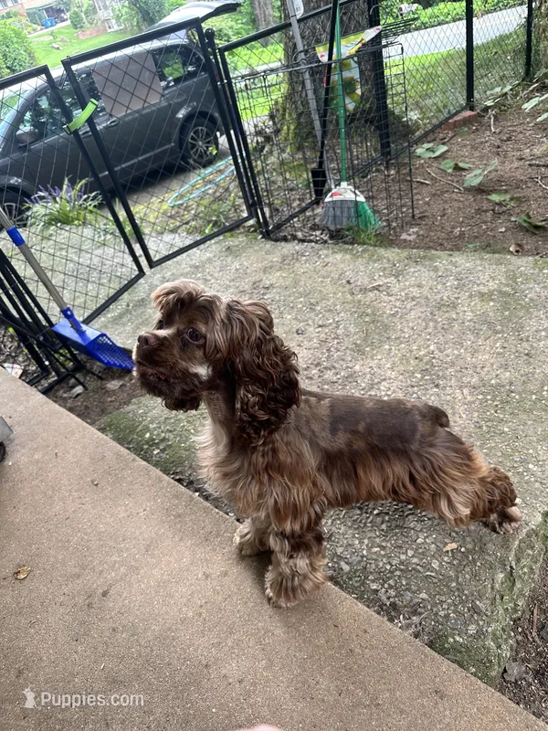 Ivy – Cocker Spaniel puppy for sale in Hickory, NC