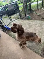 Ivy, a female Cocker Spaniel for sale in Hickory, NC – 1 of 4