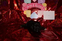 Leo, a male Cocker Spaniel for sale in Hickory, NC – Photo 2 of 5