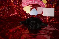 Leo, a male Cocker Spaniel for sale in Hickory, NC – Photo 3 of 5