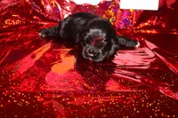 Leo, a male Cocker Spaniel for sale in Hickory, NC – Photo 5 of 5