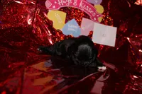 Leo, a male Cocker Spaniel for sale in Hickory, NC – Photo 1 of 5